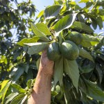 Mersin’de Avokado Üreticilerinin Yüzü İlk Hasatla Güldü