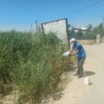 ADIYAMAN (PERRE) - Şeriban ÖZÇAKMAK - Adıyaman Belediyesi, yaz aylarında artış gösteren üvez, sivrisinek ve karasineğe karşı kent genelinde ilaçlama çalışmalarını sürdürüyor.