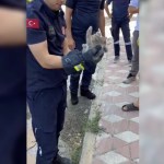 ADIYAMAN (PERRE) - Adıyaman'da, otomobilin motor kısmına giren yavru kedi itfaiye ekipleri tarafından kurtarıldı.
