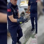 ADIYAMAN (PERRE) - Adıyaman'da, otomobilin motor kısmına giren yavru kedi itfaiye ekipleri tarafından kurtarıldı.