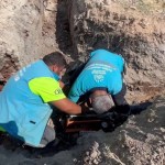 ADIYAMAN (PERRE) - (Berfin GÜRBÜZ) - Adıyaman Belediyesi, Petrol Mahallesi Türmüz Mevkii 3177.