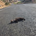 ADIYAMAN (PERRE) - Adıyaman'ın Gerger ilçesinde meydana gelen trafik kazasında bir sansar telef oldu.