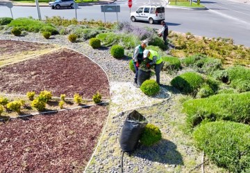 Kayseri’de 250 Bin Lavanta Hasadı Ekonomiye Katkı Sağlıyor