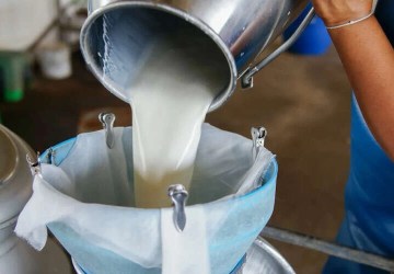 Ticari Süt Toplama Miktarı Haziran’da Yüzde 6,5 Arttı