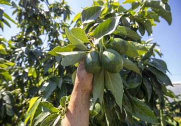 Mersin’de Avokado Üreticilerinin Yüzü İlk Hasatla Güldü