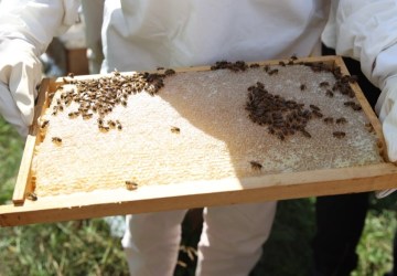 Ordu’da Arıcılara Varroa İlacı Desteği Müjdesi