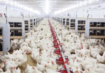Kümes Hayvancılığında Dengeler Değişti: Yumurta Arttı, Et Azaldı