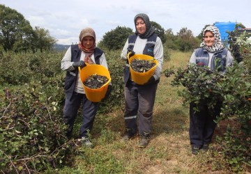İzmit’te Aronya Bahçesinde 5. Hasat Heyecanı