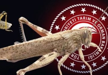 Bakanlıktan “Çekirge İstilası” İddialarına Yalanlama