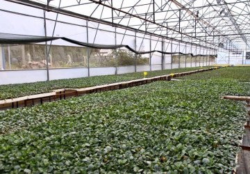 Ordu Büyükşehir’den Kışlık Sebze Üreticilerine 200 Bin Fide Desteği