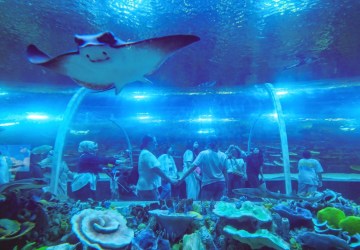 Körfez Aqua Kocaeli’de Ziyaretçilerin Gözdesi Oldu