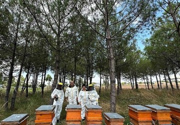 Bilinçli üretim, Kocaeli'nin balını Türkiye'ye taşıyor
