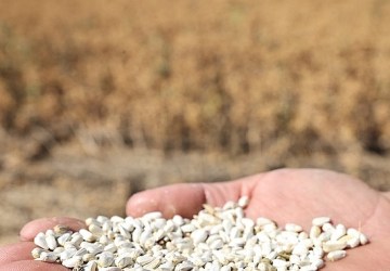 Nilüfer'de kuru tarıma örnek alternatif ürün: “Aspir" hasadı yapıldı