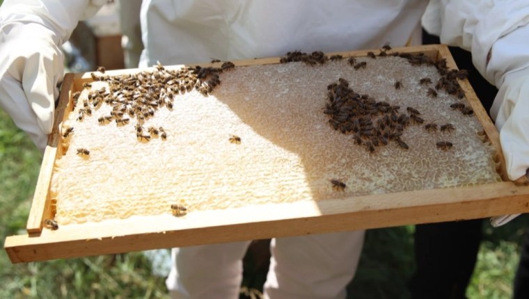 Ordu’da Arıcılara Varroa İlacı Desteği Müjdesi