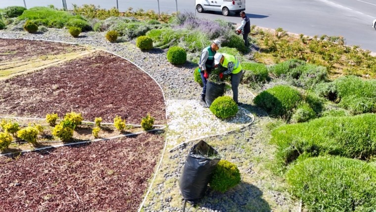 Kayseri’de 250 Bin Lavanta Hasadı Ekonomiye Katkı Sağlıyor