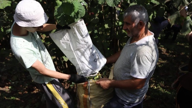 Ordu’da Fındık İşçisi Sorununa Dijital Çözüm: Başvurular Sürüyor