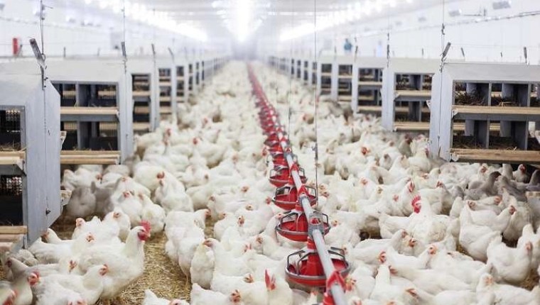Kümes Hayvancılığında Dengeler Değişti: Yumurta Arttı, Et Azaldı