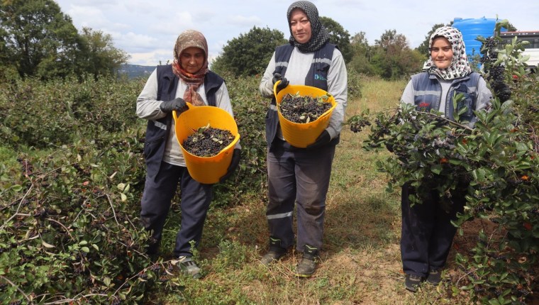 İzmit’te Aronya Bahçesinde 5. Hasat Heyecanı