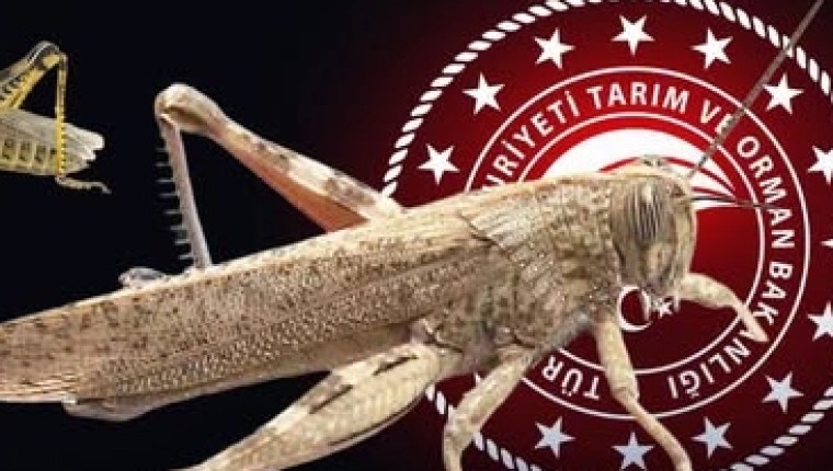 Bakanlıktan “Çekirge İstilası” İddialarına Yalanlama