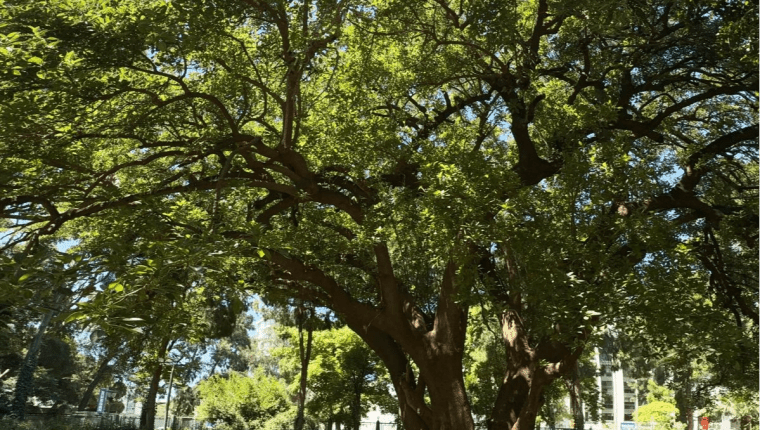 Kültürpark’ın Biyoçeşitliliği “KÖK” Sergisiyle Sanatseverlerle Buluşuyor