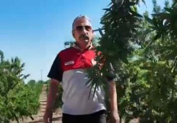 İl Tarım ve Orman Müdürü Akkan badem bahçelerinde incelemelerde bulundu - Videolu Haber