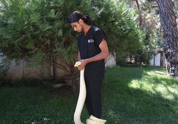 Doğal Yaşam Parkı'nda dünya yılan günü etkinliği