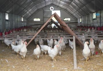 Adıyaman Belediyesi’nin yumurta üretiminde verimlilik yüzde 80’e ulaştı - Videolu Haber