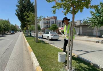 Başkan Tutdere’den yeşil dokuya koruma hamlesi: Ağaçlara kireçleme ve budama bakımı - Videolu Haber
