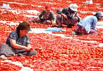 Torbalı'nın kuru domates emekçileri yalnız bırakılmadı