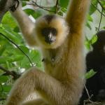 3 Bölümden Oluşan 'Yağmur Ormanlarının Sesi', 29 Ekim Perşembe Saat 20.00'de National Geographic WILD Ekranlarında İzleyicilerle Buluşuyor!