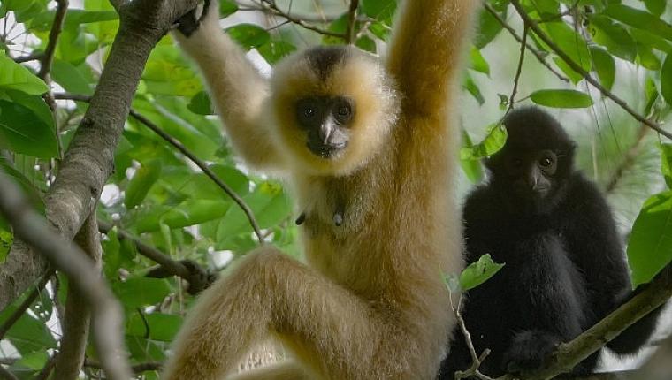 3 Bölümden Oluşan 'Yağmur Ormanlarının Sesi', 29 Ekim Perşembe Saat 20.00'de National Geographic WILD Ekranlarında İzleyicilerle Buluşuyor!