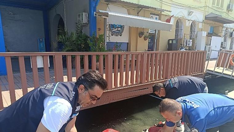 Yasa Dışı Kara Midye Avcılığına Geçit Yok