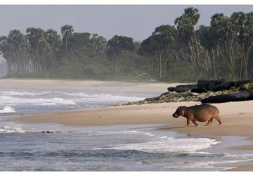 'Gabon'un Sörfçüleri: Ormandan Okyanusa', 22 Ağustos Cumartesi Saat 20.00'de National Geographic WILD Ekranlarında İzleyicilerle Buluşuyor!