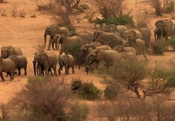 'Fil Dünyası', 12 Ağustos Çarşamba Saat 20.00'de National Geographic WILD Ekranlarında!
