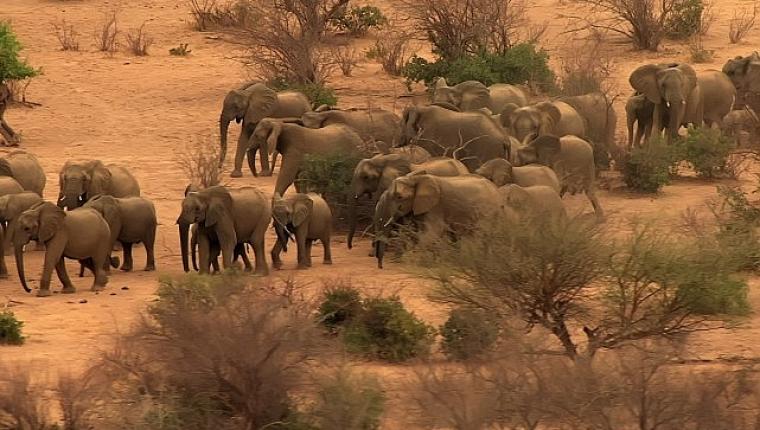 'Fil Dünyası', 12 Ağustos Çarşamba Saat 20.00'de National Geographic WILD Ekranlarında!