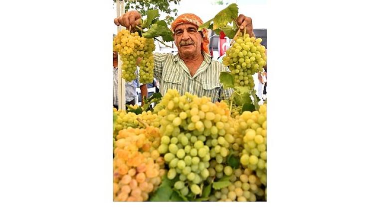 Urla'da 2600 yıllık gelenek; Bağbozumu Şenlikleri başlıyor
