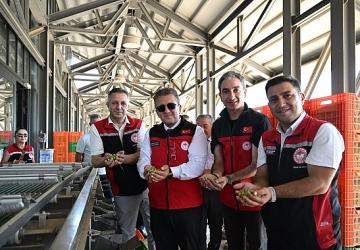 Türkiye'de Sezonun İlk Zeytin Hasadı Dikili Bademli'de Gerçekleştirildi