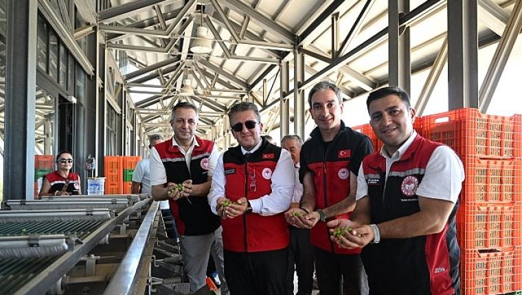 Türkiye'de Sezonun İlk Zeytin Hasadı Dikili Bademli'de Gerçekleştirildi