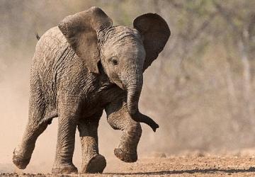 'Küçük Devler', 23 Ağustos Pazar Saat 20.00'de National Geographic WILD Ekranlarında!