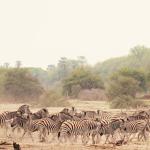 Sinematik Görselliğiyle Büyüleyecek Olan 'Vahşi Doğanın Tozu', 27 Eylül Pazar Saat 20.00'de National Geographic WILD Ekranlarında İzleyicilerle Buluşuyor!