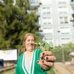 Mahalle Bostanlarında kışlık sebzeler toprakla buluşuyor
