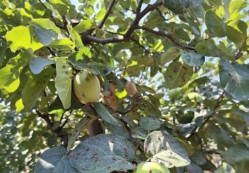 Menderes'te Akdeniz Meyve Sineğine Karşı Biyoteknik Mücadele