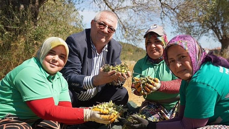 Edremit Belediyesi'nde yeni sezonun ilk zeytin hasadı gerçekleştirildi