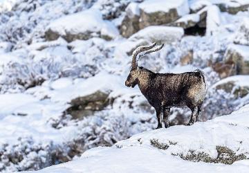 'Gredos: Dağların Kralı', 26 Eylül Cumartesi Saat 19.00'da National Geographic WILD Ekranlarında!