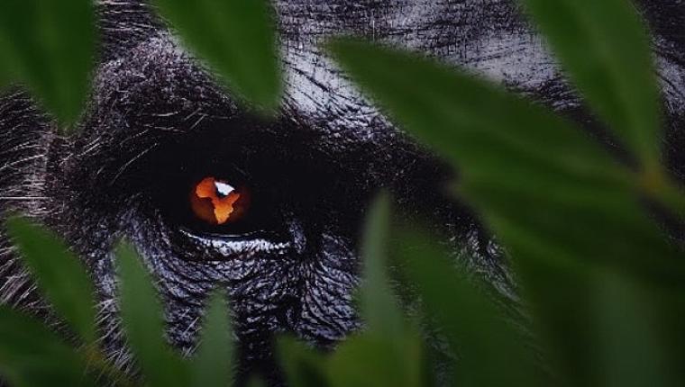 7 Bölümden Oluşan 'Afrika: Vahşi Yuvamız', 3 ve 4 Ekim Cumartesi/Pazar Günleri 15.15'te Art Arda Bölümlerle National Geographic'te İzleyicilerle Buluşuyor