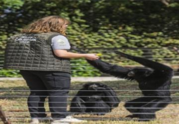 Dört primatın İzmir'deki yeni hayatına eski bakıcıları da eşlik etti
