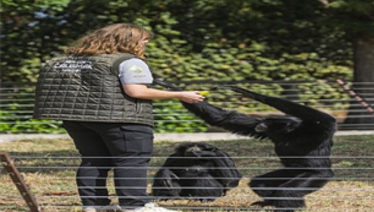 Dört primatın İzmir'deki yeni hayatına eski bakıcıları da eşlik etti
