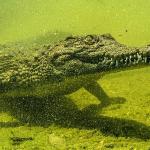 'Okavango'nun Vahşi Timsahları', 4 Ekim Pazar Saat 20.00'de National Geographic WILD Ekranlarında!