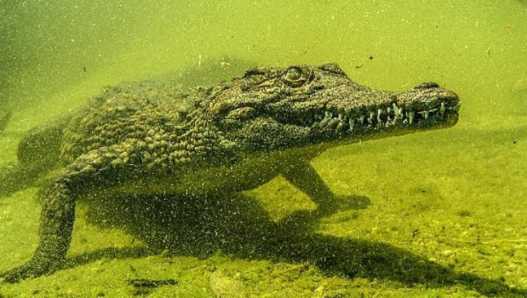 'Okavango'nun Vahşi Timsahları', 4 Ekim Pazar Saat 20.00'de National Geographic WILD Ekranlarında!