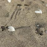Kemer'de son caretta caretta yuvası açıldı